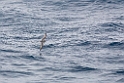 Blue Petrel.20081113_4269