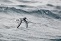 Blue Petrel.20081114_4403