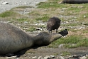 Brown Skua.20081113_3819