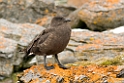 Brown Skua.Shingle Cove.20081115_4757