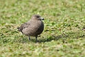 Brown.Skua.20081107_2037