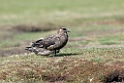 Brown.Skua.20081107_2076