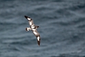 Cape Petrel.20081123_6316