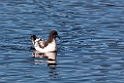 Cape petrel.20081117_4985