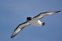 Cape.Petrel.20081106_1682