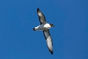 Capepetrel.20081117_5006