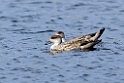 Crested Duck.20081107_2067