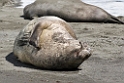 Elephant Seal.20081113_3858