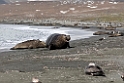 Elephant Seal.20081113_3876