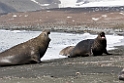 Elephant Seal.20081113_3886