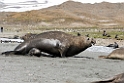 Elephant seal.20081113_3909