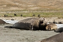 Elephant seal.20081113_3913