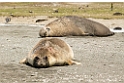 Elephant seal.20081113_3947