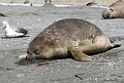 Elephant seal.20081113_3948