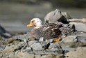 Falkland streamerduck.20081107_2685