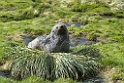 Fur seal.20081112_3750