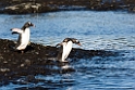 Gentoo Penguin.20081117_5177