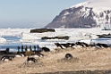 Gentoo Penguin.20081117_5237