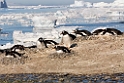 Gentoo Penguin.20081117_5240