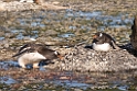 Gentoo Penguin.20081117_5246