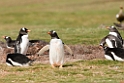 Gentoo.Penguin.20081107_2095