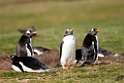 Gentoo.Penguin.20081107_2100