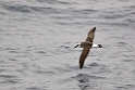 Grey-headed Albatross.20081122_5707