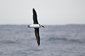 Grey-headed Albatross.20081122_5738 kopi