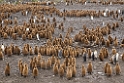 King Penguin.20081111_4188