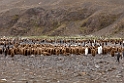 King Penguin.20081112_3690