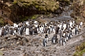 King Penguin.20081112_3691