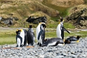 King Penguin.20081112_3731