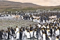 King Penguin.20081113_3805