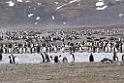 King Penguin.20081113_3810