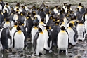 King Penguin.20081113_3811