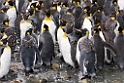 King Penguin.20081113_3812