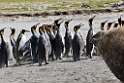 King Penguin.20081113_3984