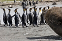 King Penguin.20081113_3989