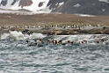 King Penguin.20081113_4050