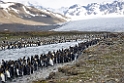 King Penguin.20081113_4141