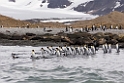 King penguin01.20081113_4020