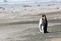 King.Penguin.20081107_2748