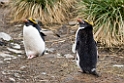 Macaroni Penguin.20081113_4279