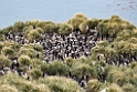 Macaroni Penguin.20081113_4322