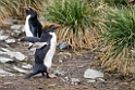 Macaroni Penguin20081113_4294