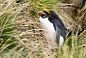 Macoroni Penguin.20081113_4318