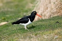 Magellanic.Oystercatcher.20081107_1995