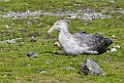 Northern Giant Petrel.20081113_3829