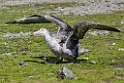 Northern Giant Petrel.20081113_3833