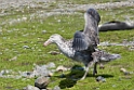 Northern Giant Petrel.20081113_3834